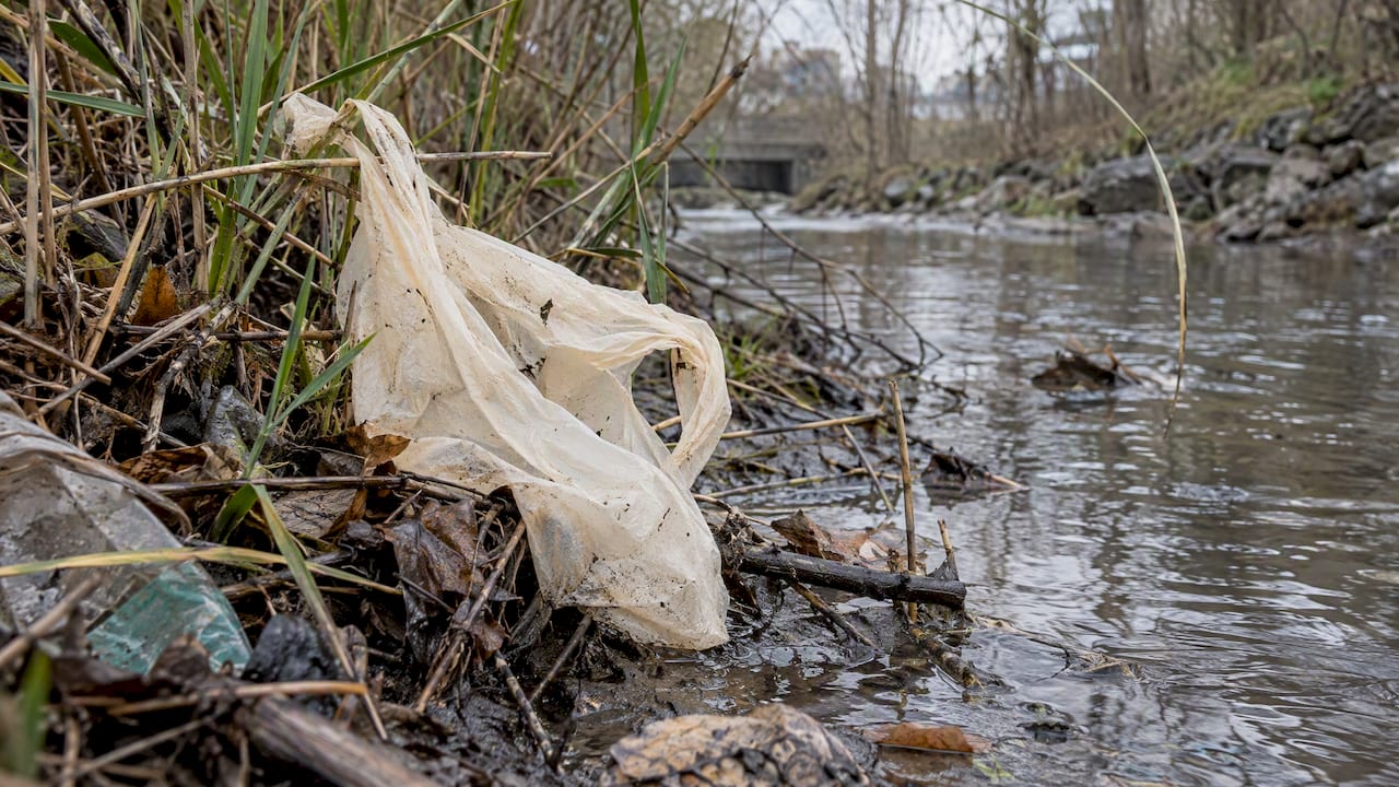 Plastic bag caught among reeds at creek edge